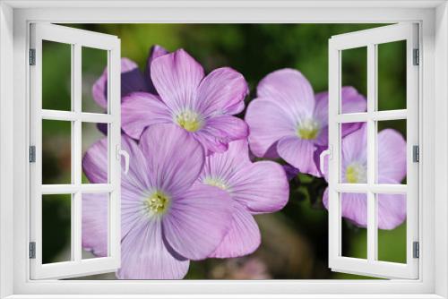 Fototapeta Naklejka Na Ścianę Okno 3D - полевые цветы