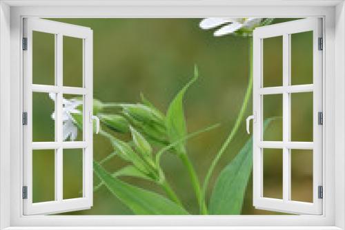 Fototapeta Naklejka Na Ścianę Okno 3D - sternmiere, stellaria, weiße blüte und knospe im frühling, hintergrund grün