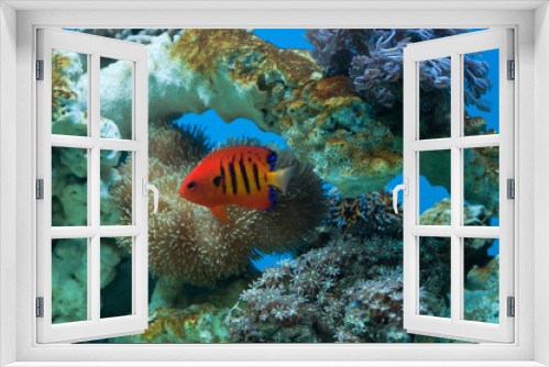 Fototapeta Naklejka Na Ścianę Okno 3D - reef fish