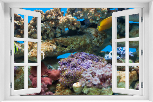 Fototapeta Naklejka Na Ścianę Okno 3D - reef fish