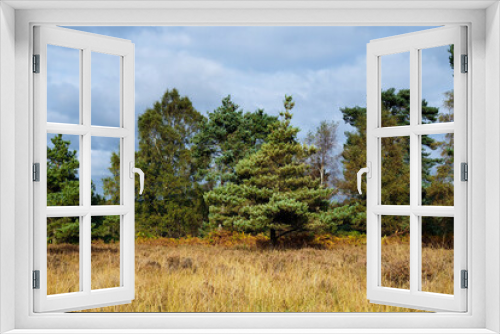 Fototapeta Naklejka Na Ścianę Okno 3D - View of the Ashdown Forest in Autumn