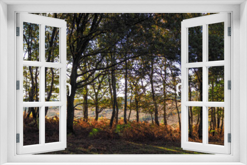Fototapeta Naklejka Na Ścianę Okno 3D - Scenic View of the Ashdown Forest in Sussex