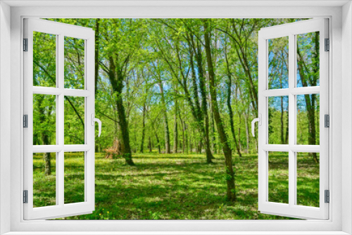 Fototapeta Naklejka Na Ścianę Okno 3D - Trees and green grass in the park. Forest in the park in spring.