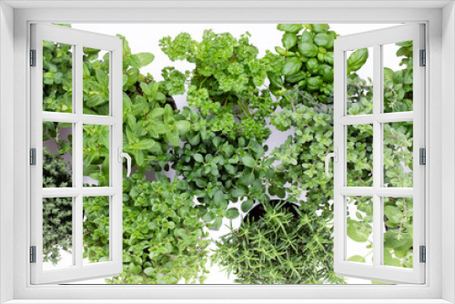 Fototapeta Naklejka Na Ścianę Okno 3D - Fresh green spices isolated on white background, top view.