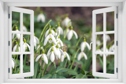 Fototapeta Naklejka Na Ścianę Okno 3D - Beautiful white snowdrop flowers (Galanthus nivalis) are growing at spring
