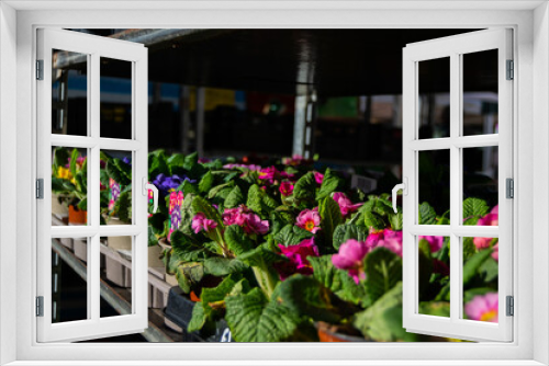 Fototapeta Naklejka Na Ścianę Okno 3D - Primula vulgaris known as the common primrose, flowering plant Primulaceae, plants in pots sold on local market in UK, a cheerful sign of spring and important nectar source for butterflies