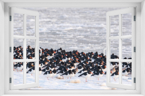Fototapeta Naklejka Na Ścianę Okno 3D - A flock of oystercatchers on a winter day at the beach.
Een zwerm scholeksters op een winterse dag op het strand.