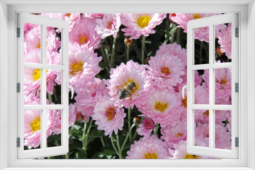 Fototapeta Naklejka Na Ścianę Okno 3D - bee at pink and white chrysanthemums