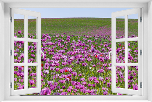 Fototapeta Naklejka Na Ścianę Okno 3D - purple poppy field with blue sky