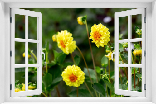 Fototapeta Naklejka Na Ścianę Okno 3D - Yellow dahlias in the garden on a blurred background