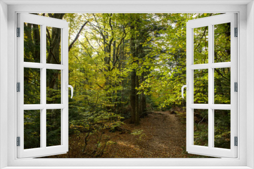 Fototapeta Naklejka Na Ścianę Okno 3D - Autumn landscape with footpath and forest 
