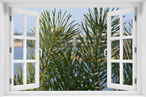 Fototapeta Naklejka Na Ścianę Okno 3D - palm tree branches
