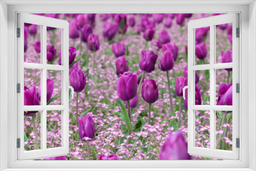 Fototapeta Naklejka Na Ścianę Okno 3D - Purple tulip
