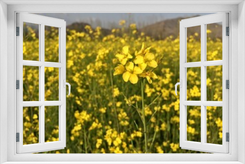 Fototapeta Naklejka Na Ścianę Okno 3D - field of mustard with yellow flowers