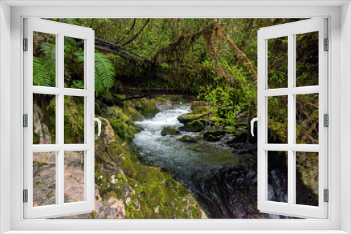 Fototapeta Naklejka Na Ścianę Okno 3D - Pumalin Nature Sanctuary Chile Stream and Foliage
