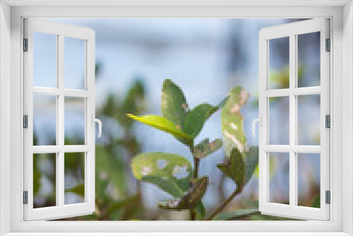Fototapeta Naklejka Na Ścianę Okno 3D - Planta