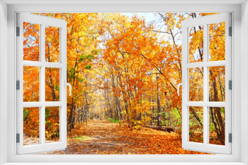 Fototapeta Naklejka Na Ścianę Okno 3D - Road in autumn forest