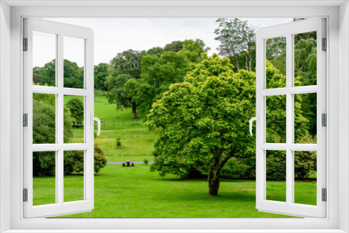 Fototapeta Naklejka Na Ścianę Okno 3D - Minimalist monochrome green background with wild azalea or Rhododendron plant an old green trees and leaves in a park in a summer day in Scotland, United Kingdom.