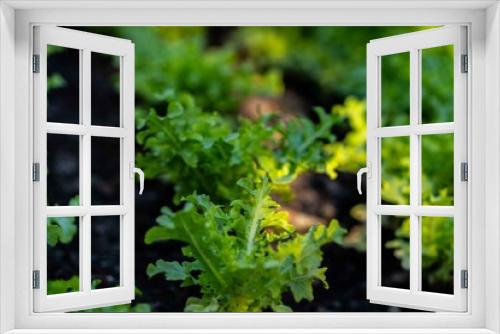 Fototapeta Naklejka Na Ścianę Okno 3D - Green Oak lettuce