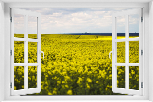 Fototapeta Naklejka Na Ścianę Okno 3D - rapeseed field in spring