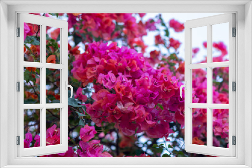 Fototapeta Naklejka Na Ścianę Okno 3D - close-up view of beautiful pink Bougainvillea flowers in the garden