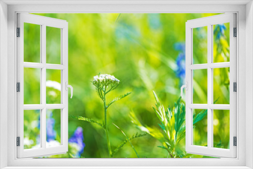 Fototapeta Naklejka Na Ścianę Okno 3D - Peaceful flower and environment in nature
