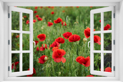 Fototapeta Naklejka Na Ścianę Okno 3D - Blooming red poppies in the field