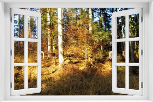 Fototapeta Naklejka Na Ścianę Okno 3D - Mixed conifer and broadleaf forest in autumn and sunlight shining on the ground covered in dry grass