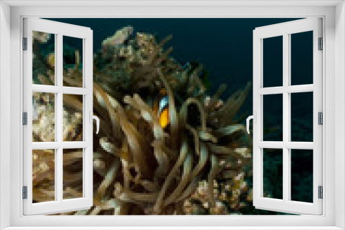 Fototapeta Naklejka Na Ścianę Okno 3D - Anemonefish (Amphiprion bicinctus)