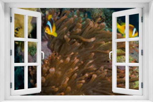 Fototapeta Naklejka Na Ścianę Okno 3D - Red Sea Anemonefish (amphiprion bicinctus)