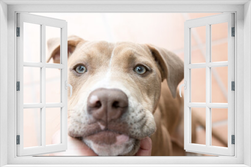 Fototapeta Naklejka Na Ścianę Okno 3D - Cachorro Pitbull