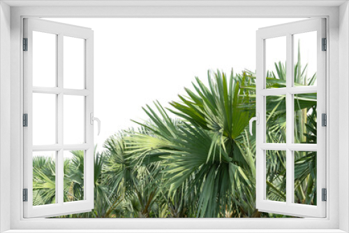 Fototapeta Naklejka Na Ścianę Okno 3D - Palm leaves, green palm leaves, isolated on white background,
