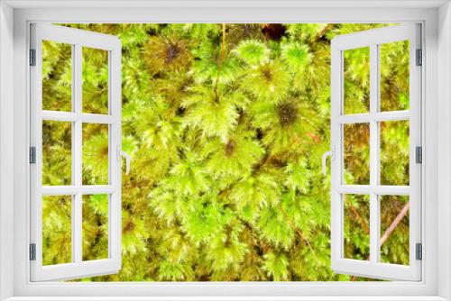 Fototapeta Naklejka Na Ścianę Okno 3D - Tender fresh green moss background texture pattern
