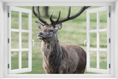 Fototapeta Naklejka Na Ścianę Okno 3D - Red Stag Deer Standing in a Field