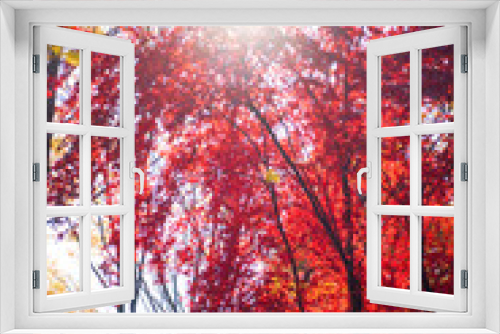 Fototapeta Naklejka Na Ścianę Okno 3D - 파란가을하늘과 햇살이 좋은 낙엽