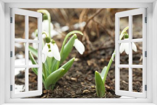Fototapeta Naklejka Na Ścianę Okno 3D - Beautiful blooming snowdrops growing outdoors, space for text. Spring flowers