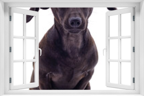 Fototapeta Naklejka Na Ścianę Okno 3D - One sitting black dog.