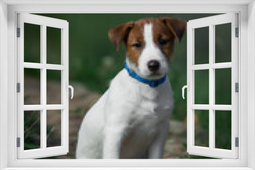 Fototapeta Naklejka Na Ścianę Okno 3D - jack russell terrier puppy in park