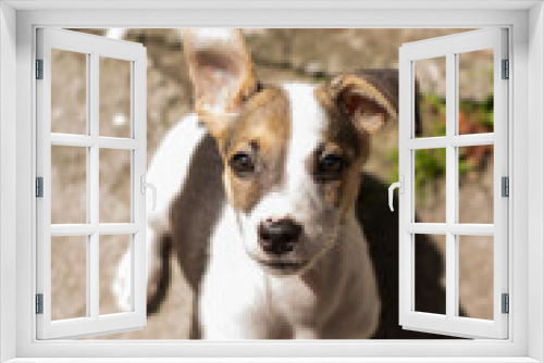 Fototapeta Naklejka Na Ścianę Okno 3D - Cachorro fofo com a orelha levantada