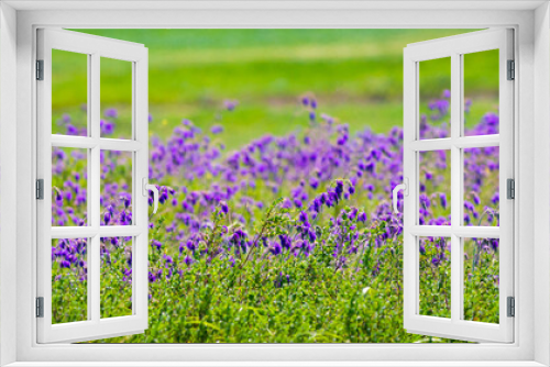 Fototapeta Naklejka Na Ścianę Okno 3D - Salvia or Sage flowers. Summer meadow background