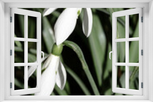 Fototapeta Naklejka Na Ścianę Okno 3D - Wildwachsende Schneeglöckchen, Galanthus nivalis