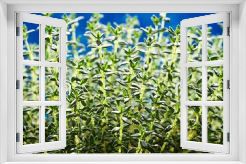 Fototapeta Naklejka Na Ścianę Okno 3D - Thyme Herb