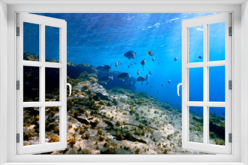 Fototapeta Naklejka Na Ścianę Okno 3D - Underwater photo of beautiful landscape and scenery of sunlight and schools of fish.