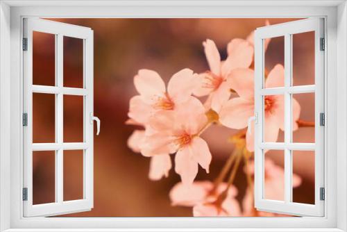 Fototapeta Naklejka Na Ścianę Okno 3D - 満開の夜桜　ライトアップ