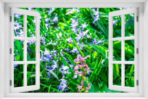 Fototapeta Naklejka Na Ścianę Okno 3D - grass with flowers