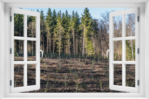 Fototapeta Naklejka Na Ścianę Okno 3D - Wiederaufforstung mit Jungbäumen im Nadelwald