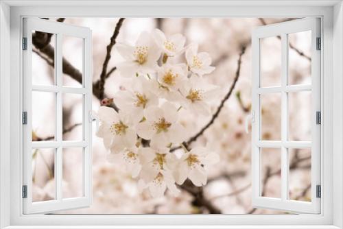 Fototapeta Naklejka Na Ścianę Okno 3D - cherry tree blossom