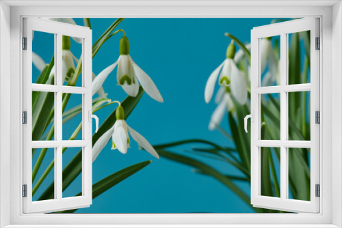 Fototapeta Naklejka Na Ścianę Okno 3D - Galanthus nivalis. Snowdrops on the blue background. Springtime symbol.