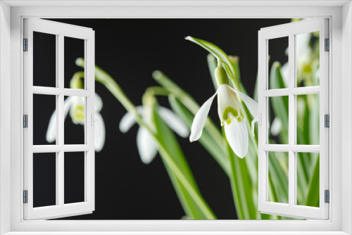 Fototapeta Naklejka Na Ścianę Okno 3D - Galanthus nivalis. Snowdrops on the black background. Springtime symbol.