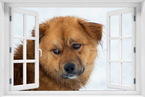 Fototapeta Naklejka Na Ścianę Okno 3D - dog in snow